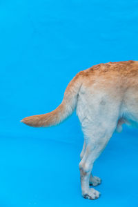 Close-up of a dog over blue background