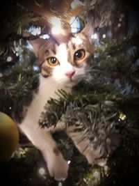 Close-up portrait of cat on tree