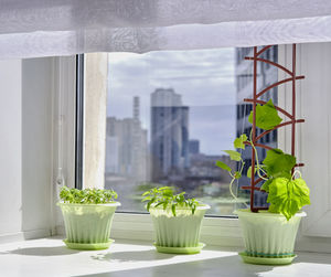 Potted plants on window sill