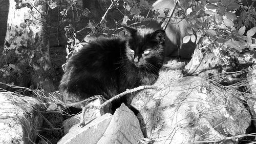 Close-up portrait of cat sitting outdoors