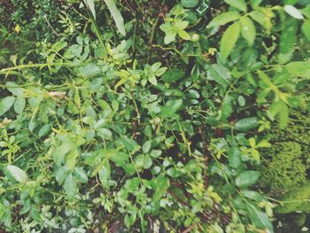 Full frame shot of plants