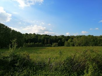 Scenic view of trees on field against sky