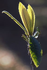 Close-up of green plant