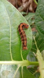 Close-up of insect on leaf