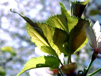 Low angle view of flowering plant