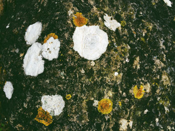 Close-up of white flower in snow