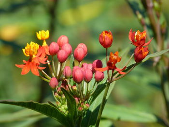 Close-up of red flowering plant