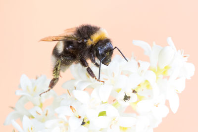 Close-up of bee pollinating on flower