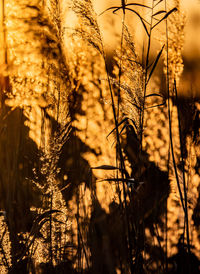 Close-up of silhouette plants against sky during sunset