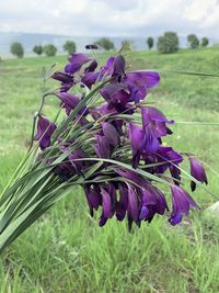 Close-up of purple flowering plant on field