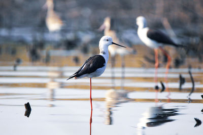 Seagulls perching on a lake