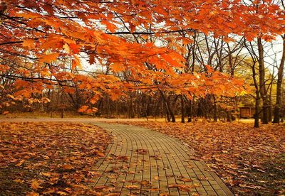 Footpath amidst trees during autumn