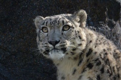 Close-up portrait of a cat