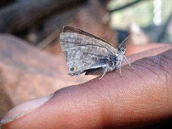 Close-up of insect on hand