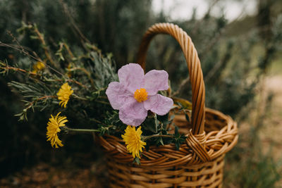 Close-up of pink flowering plant in basket