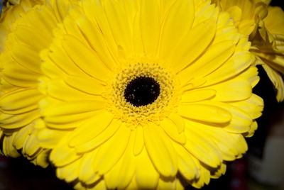 Close-up of yellow sunflower