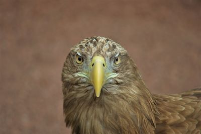 Close-up portrait of owl