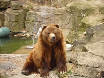 Portrait of lion sitting on rock by river