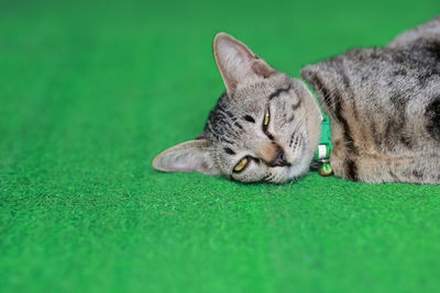 Close-up pet cat sleeping comfortably on green artificial grass.