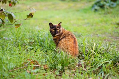 Portrait of cat on grassy field