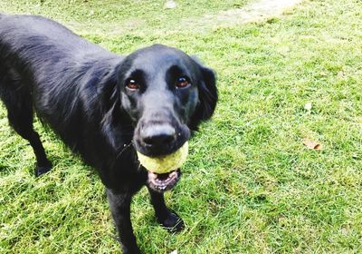 Close-up portrait of black dog on field