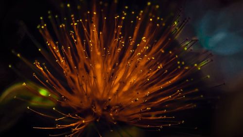 Close-up of firework display at night