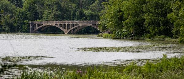 Arch bridge over river in forest