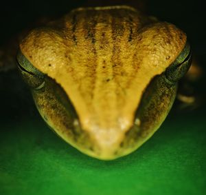 Close-up of lizard