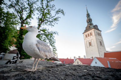 Low angle view of seagull on building against sky