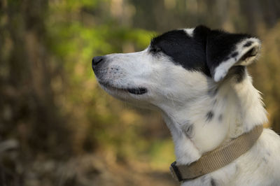 Close-up of a dog looking away