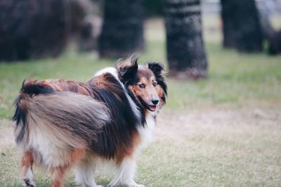 Shetland sheepdog in park