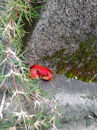 High angle view of red crab on field