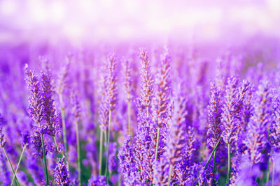 Close-up of purple flowering plants on field