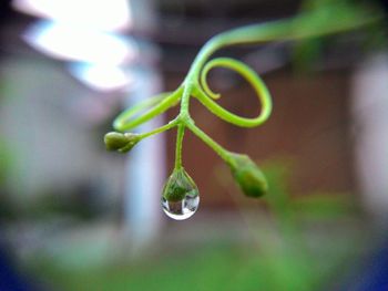 Close-up of raindrops on plant