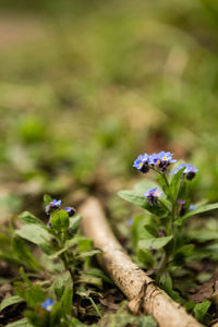 Close-up of purple flowering plant on field
