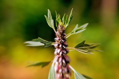 Close-up of wilted flower