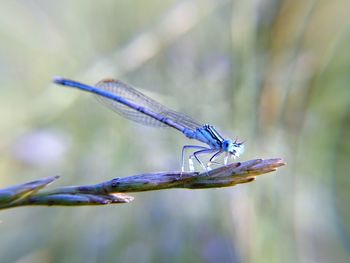 Close-up of damselfly on leaf