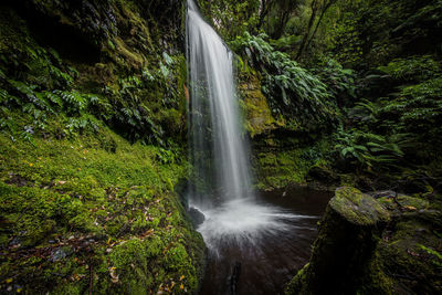 View of waterfall in forest