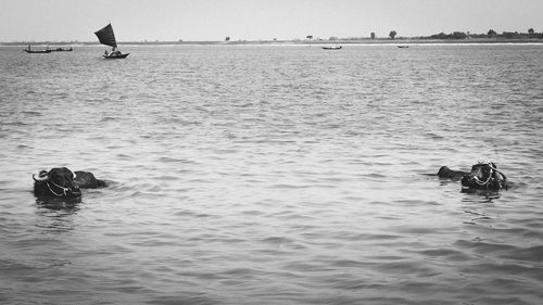 View of buffalo swimming in sea