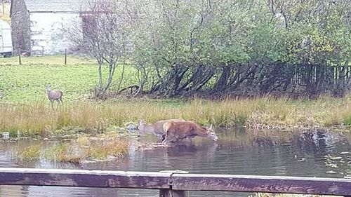 View of an animal in pond