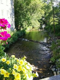Close-up of pink flowers
