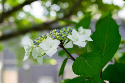 Close-up of white flowers blooming on tree