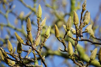 Close-up of plant against blurred background