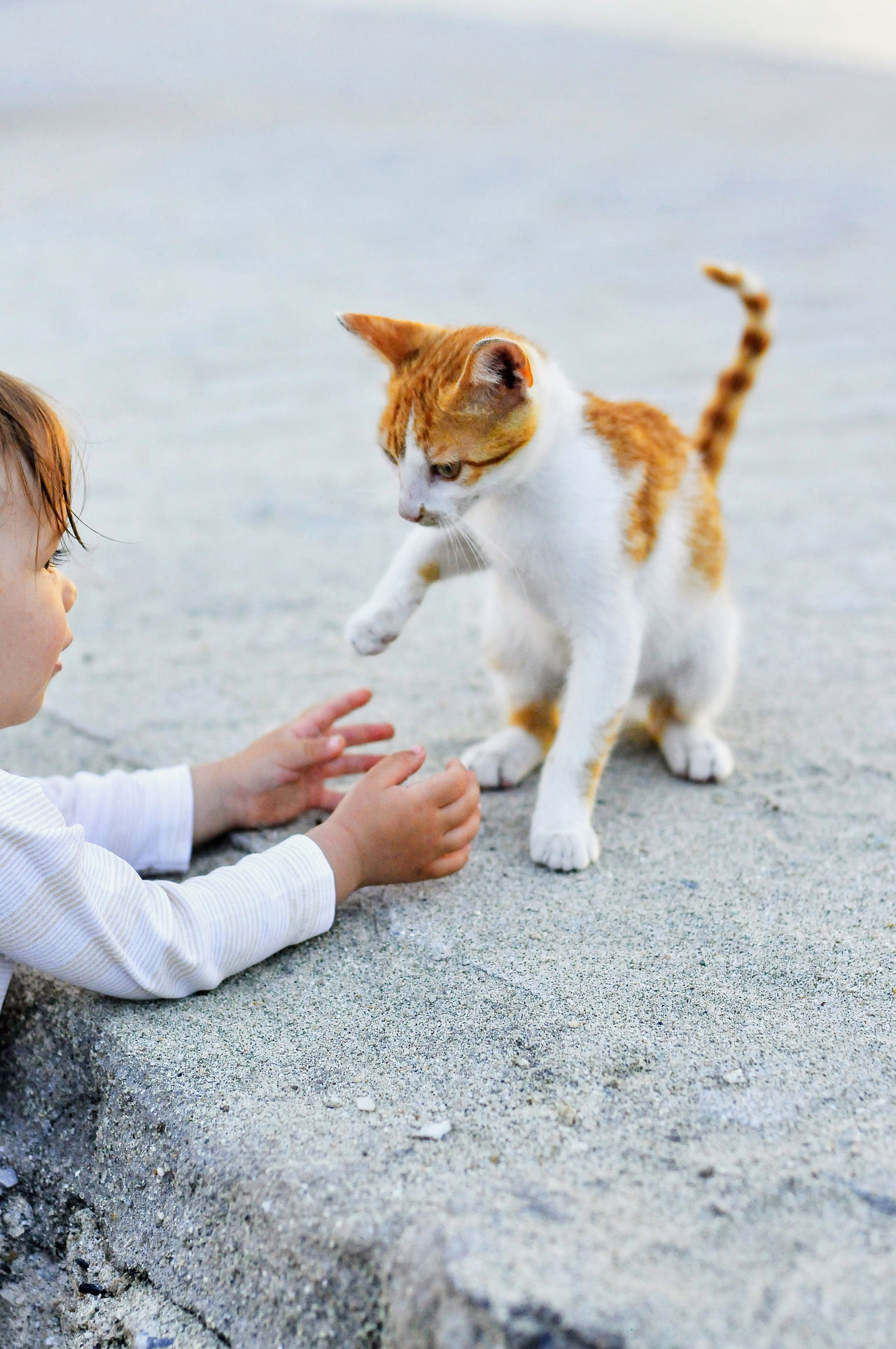 Playing with kitten