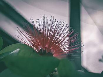 High angle view of flowering plant