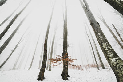 Trees on field during winter