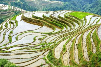 Full frame shot of rice