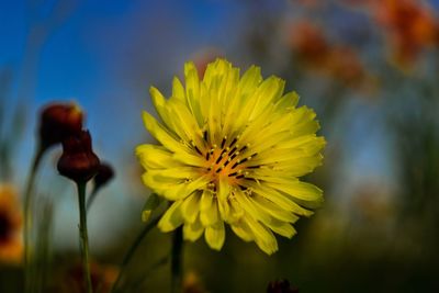 Close-up of yellow flower blooming outdoors