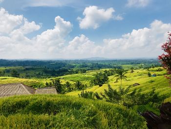 Scenic view of agricultural field against sky