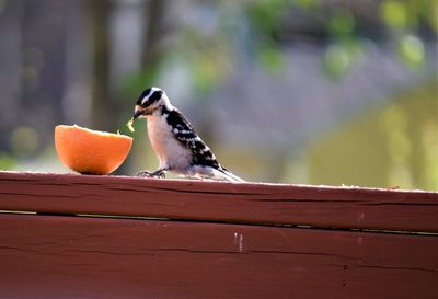 Close-up of bird perching on wooden railing